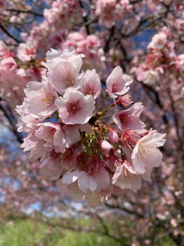 桜咲く!