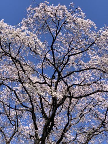 歩きながら桜鑑賞…!