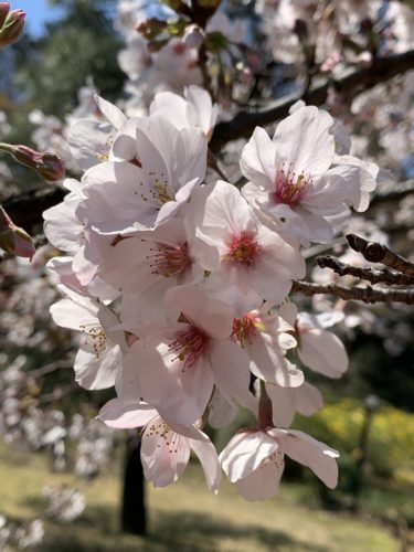 感染爆破の重大局面で自粛要請が出ましたね!