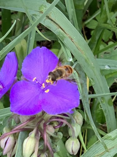 間も無く夏休みなので、都内で出来る自然体験をリサーチ中!