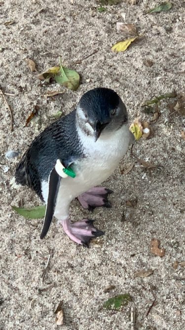 坊やはペンギンも飼いたいらしい!