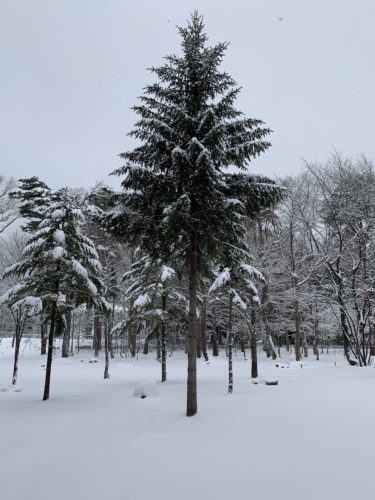 雪予期せぬ積雪でしたが良い経験が出来ました!