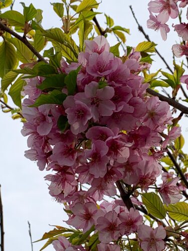 春はお花が美しい季節!