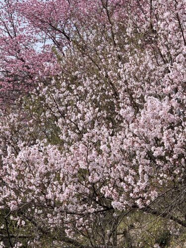 桜が満開!