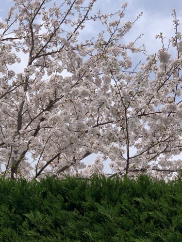 雨にも風にも負けず桜が美しい!