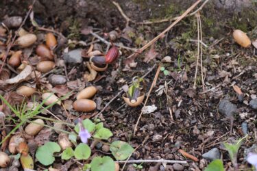 ドングリの芽吹き!