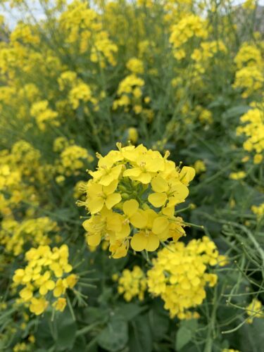 菜の花が美しい季節!