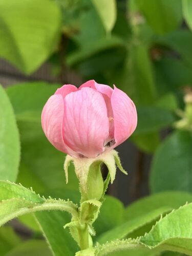 カリンの花が満開でした!