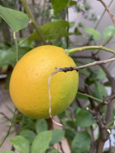 柑橘が黄色くなる季節!