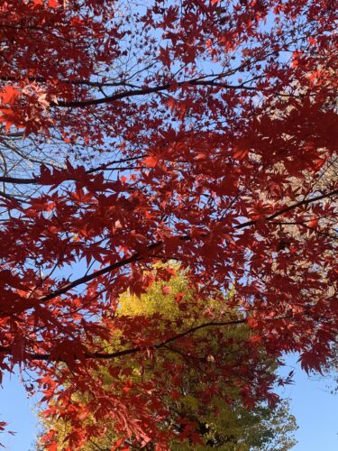天中殺が終わり来年は運気上昇みたい!