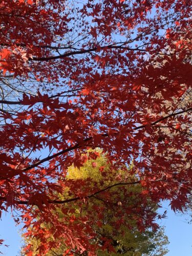 天中殺が終わり来年は運気上昇みたい!