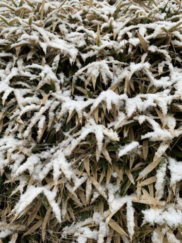 雪が降った後の道路は危険!