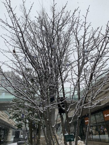 東京に雪が降りました!