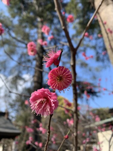 母は仕事、坊やはオンラインレッスン!