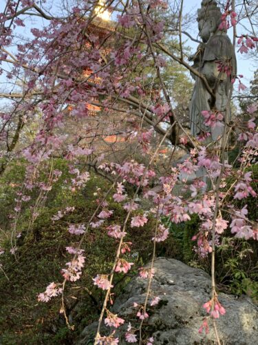 お花見の季節到来です!