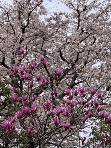 坊やのお友達とお花見!