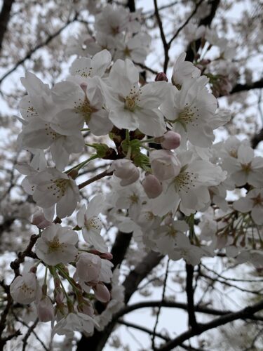 桜咲く